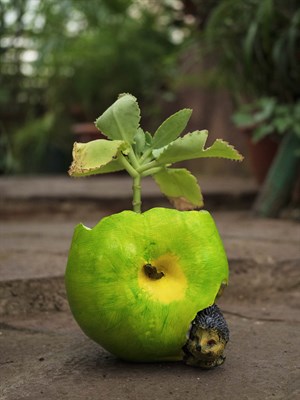 Кашпо яблоко с ежом - фото 6828