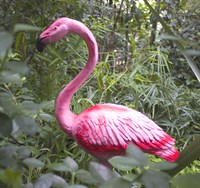 Фламинго малый