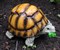 Черепаха маленькая - фото 5210