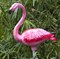 Фламинго большой - фото 5239