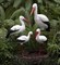 Комплект Аистов с гнездом №2 - фото 5258