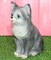Котенок малый серый - фото 5370